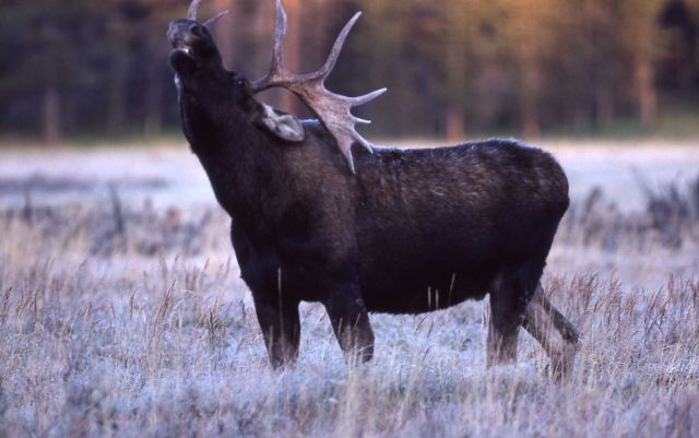 Bull moose bellowing Picture