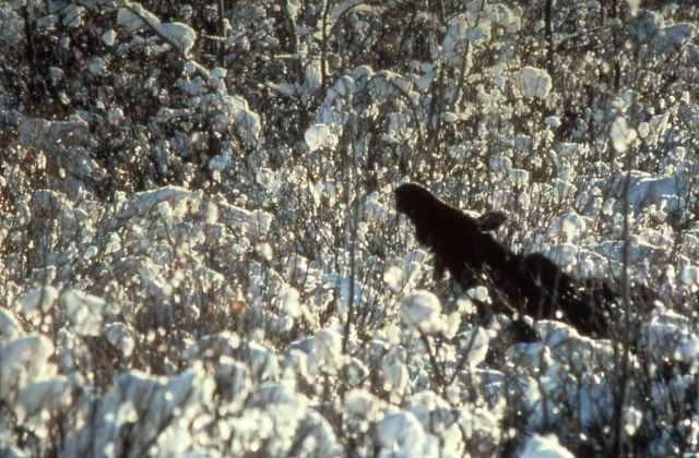 Moose eating in willows in Grand Teton National Park Picture