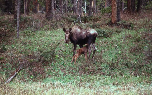 Moose with calf nursing near northeast entrance Picture