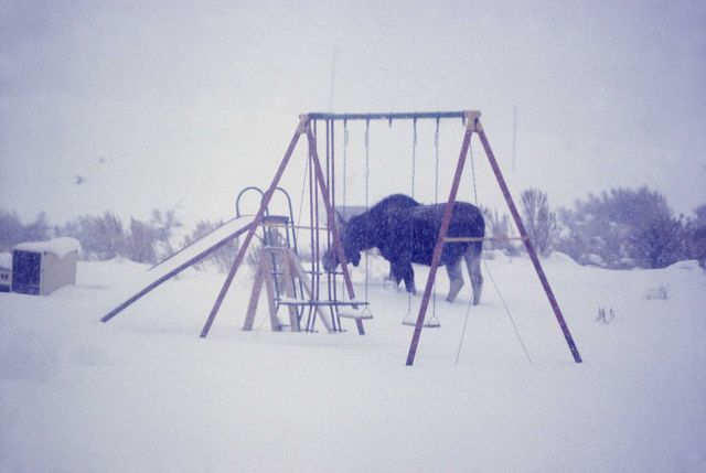 Moose in snow in Mammoth Hot Springs residence area Picture