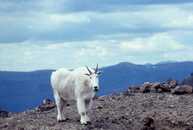 Mountain goat on the Thunderer Picture