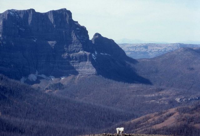 Mountain goat with Cutoff Peak in the background Picture