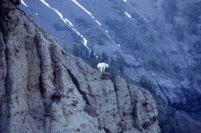 Mountain goat in the northeast section of Yellowstone National Park Picture