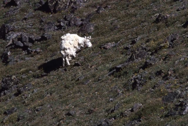 Mountain goat losing winter coat in the Beartooths Picture