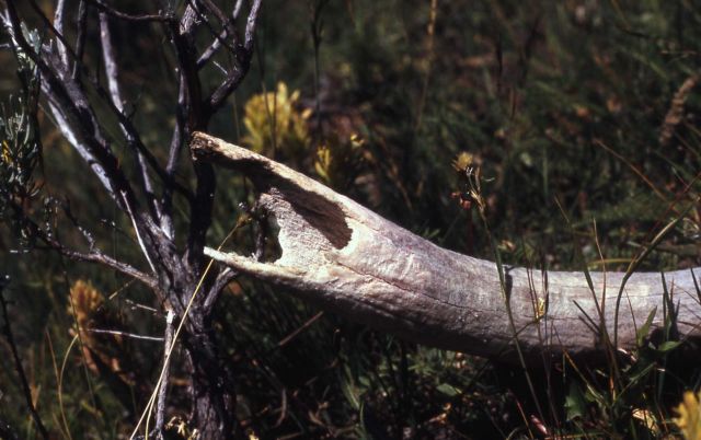 Rodent gnawed bone Picture