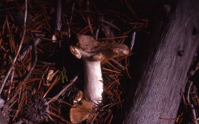 Mushroom cap broken apart by rodents Picture