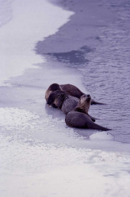 Otters on ice ledge at Lamar River Picture