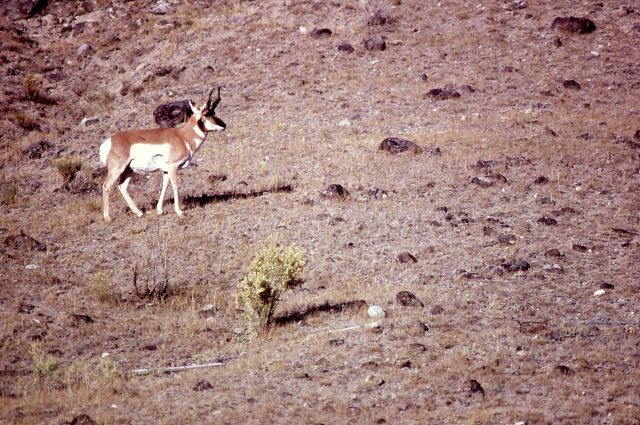 Pronghorn antelope Picture