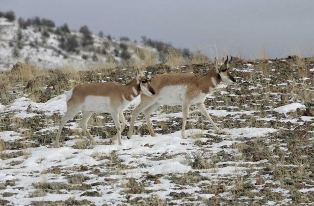 Two pronghorn bucks northwest of Gardiner, MT Picture