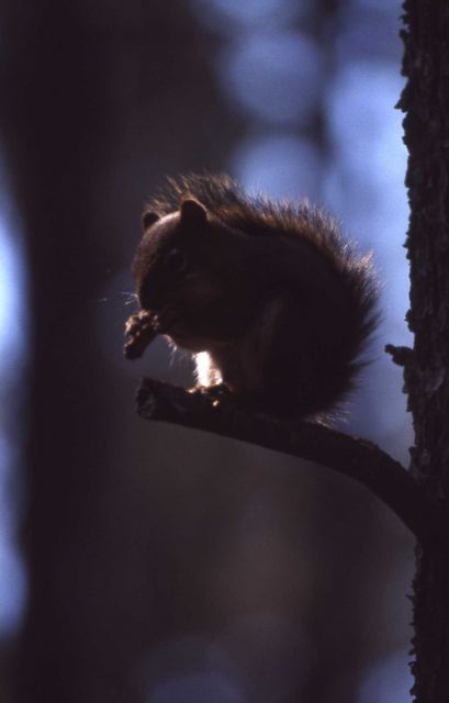 Red squirrel on limb Picture