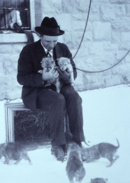 Close up of Chief Ranger Sam Woodring holding two of ten captured wolf pups sitting in front of the blacksmith shop, pups were captured between Blackt Picture