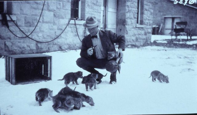 Unidentified man with wolf pups in front of the blacksmith shop, pups were captured in April 1922 Picture