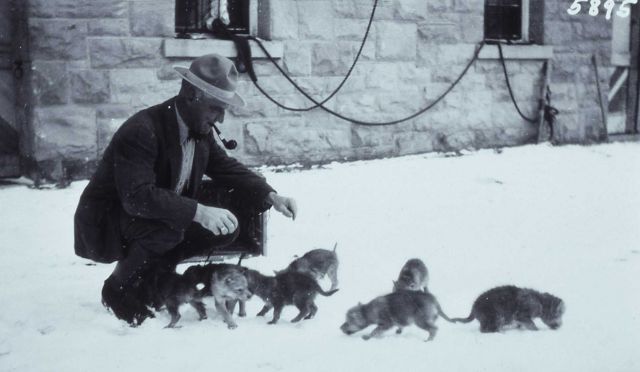 Unknown man with wolf pups captured in Aprill 1922 Picture