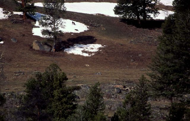 Four members of the Crystal Bench wolf pack in Lamar Valley Picture