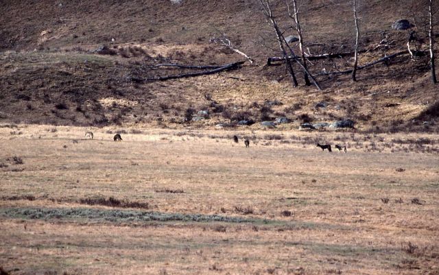 Crystal Bench pack wolf in Lamar Valley Picture