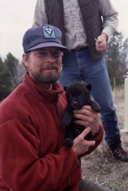 Wildlife veterinarian Mark Johnson holding one of -9's wolf pup at Red Lodge, Montana Picture
