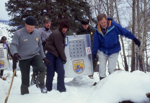 Mike Phillips, Jim Evanoff, Molly Beattie, Director of USFWS, Mike Finley, YNP Supt. and Bruce Babbitt, Secrerary of the Interior carrying first crate Picture