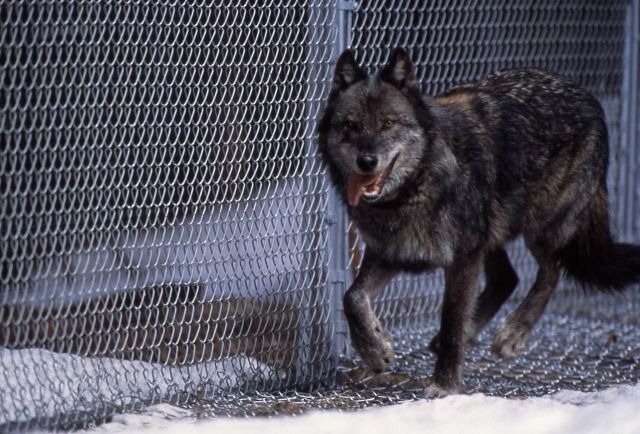 Wolf -9 of the Rose Creek pack in Rose Creek pen Picture