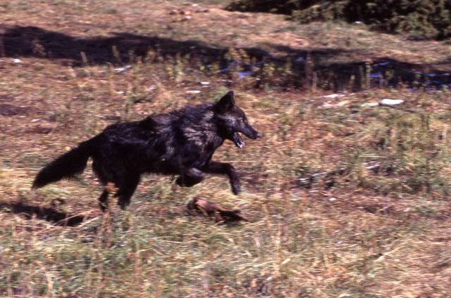 -9's male wolf pup -21 of the Rose Creek pack in Rose Creek pen Picture