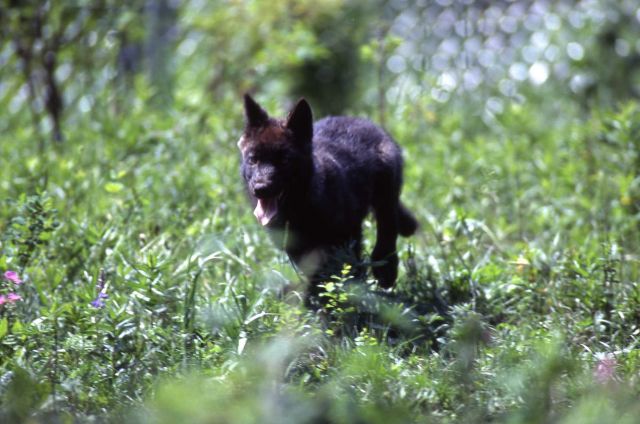Wolf pup -23 of the Rose Creek pack in Rose Creek pen Picture