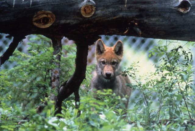Female wolf pup -17 of the Rose Creek pack in Rose Creek pen Picture