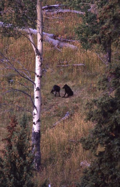 Two wolf pups from the Rose Creek pack outside of the Rose Creek pen Picture