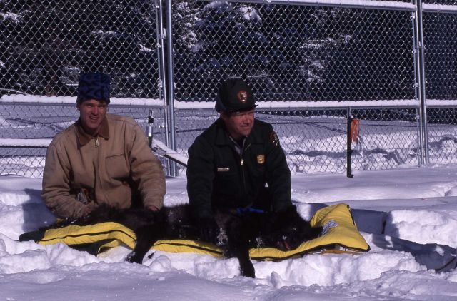 Doug Smith & Mike Phillips waiting to transport wolf in shipping container Picture