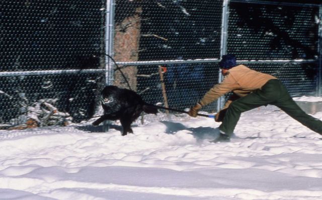 Capturing wolf -3. He was moved from Dry Creek to Rose Creek pen for two weeks to reacclimate him (problem outside park). They captured him (90 lb) wi Picture