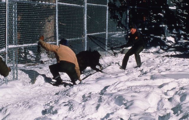 Capturing wolf -3. He was moved from Dry Creek to Rose Creek pen for two weeks to reacclimate him (problem outside park). They captured him (90 lb) wi Picture