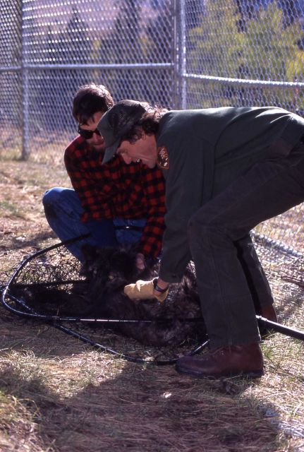 Mark Johnson & Doug Smith with captured wolf in Rose Creek pen Picture