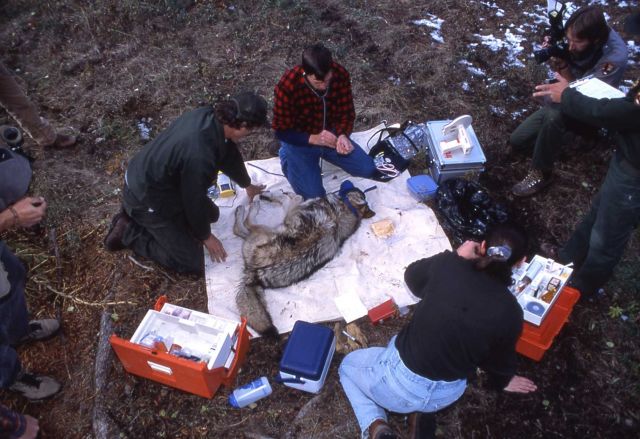 Doug Smith, Mark Johnson, Jim Peaco & Carrie Shaffer with female wolf 17 at Rose Creek pen for health exam prior ro release - drew blood for disease t Picture