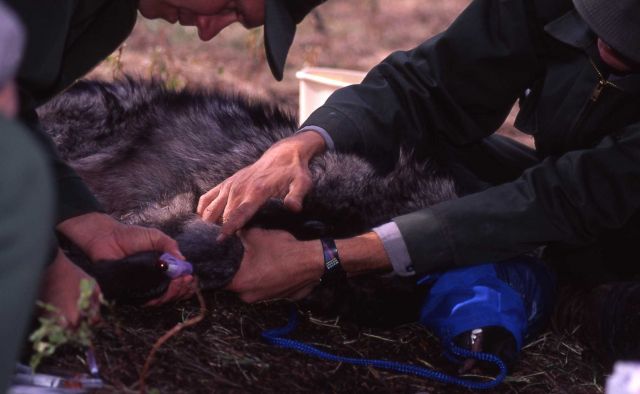 Mike Phillips taking blood sample from a wolf Picture