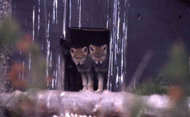 Nez Perce wolf pups Picture