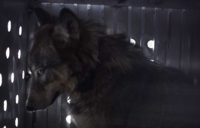 Wolf -7 in shipping container Picture