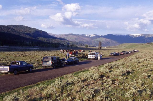 Wolf watchers at Soda Butte Creek Picture