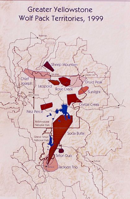 1999 Greater Yellowstone wolf pack territories map Picture