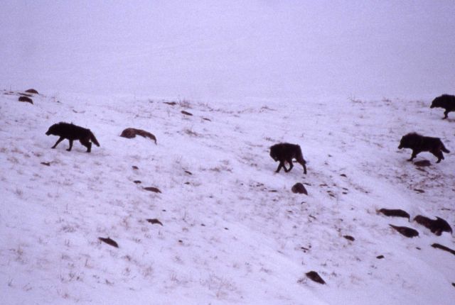 Aerial of the Rose Creek wolf pack Picture