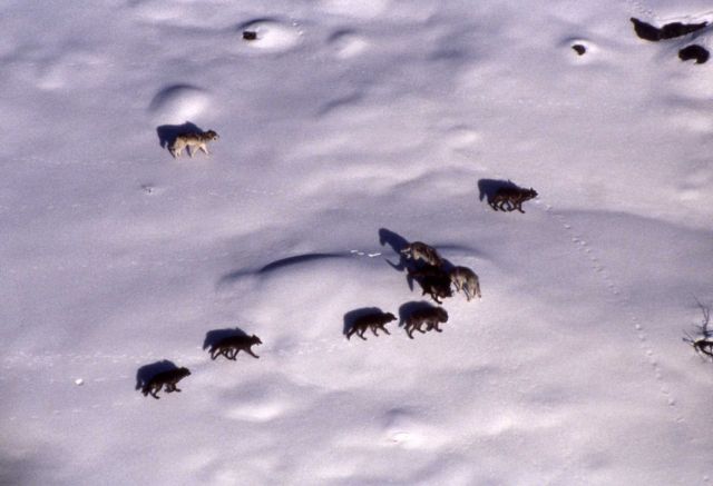 Aerial of the Rose Creek wolf pack at Slough Creek Picture