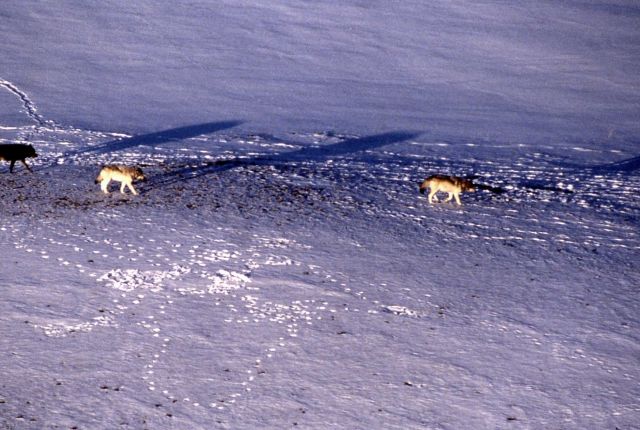 Aerial of wolves, possibly the Crystal Creek pack Picture