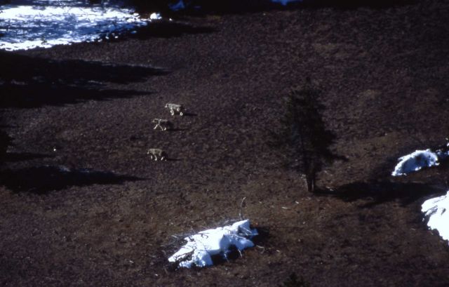 Aerial of the Nez Perce wolf pack Picture