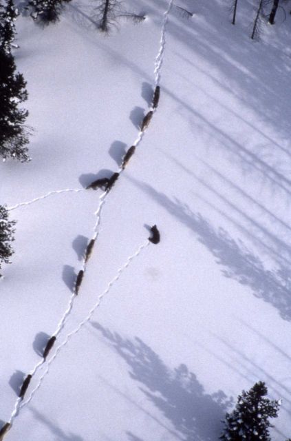Aerial of the Crystal Creek wolf pack Picture
