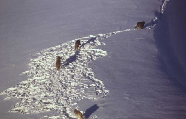 Aerial of the Crystal Creek wolf pack Picture