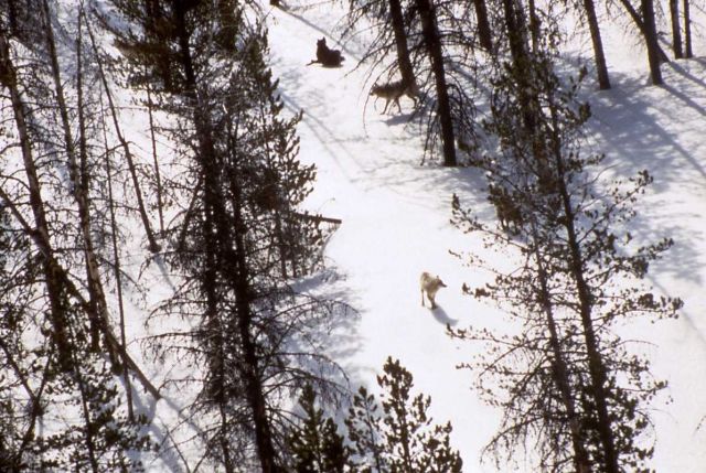 Aerial of the Soda Butte wolf pack near the Snake River Picture
