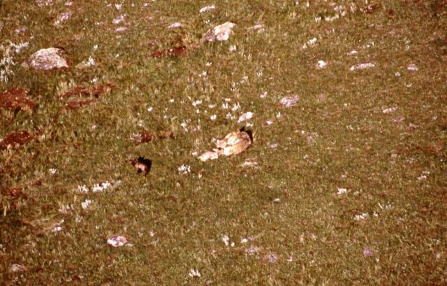 Aerial of Leopold female wolf -7 with nursing age pups Picture
