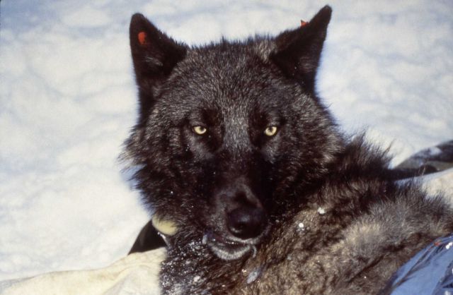 Collaring Rose Creek female wolf pup -153 Picture