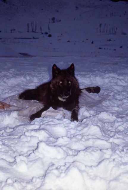 Collaring Rose Creek female wolf pup -153 Picture