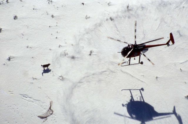 Collaring female wolf -33 Picture