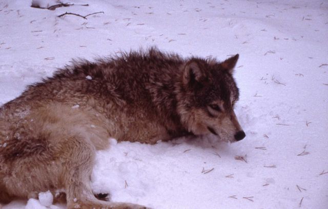 Collaring Crystal Creek wolf pups Picture
