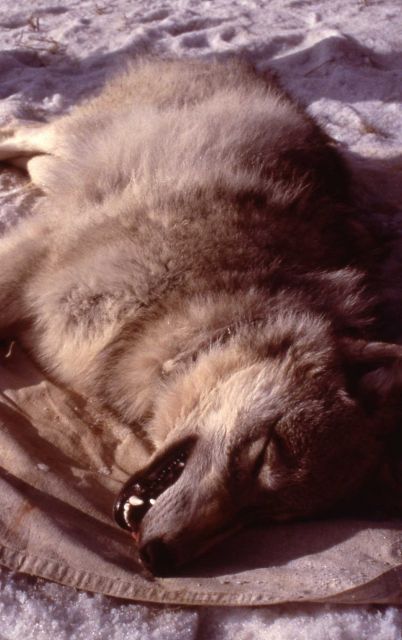 Druid Peak wolf capture - collaring Picture