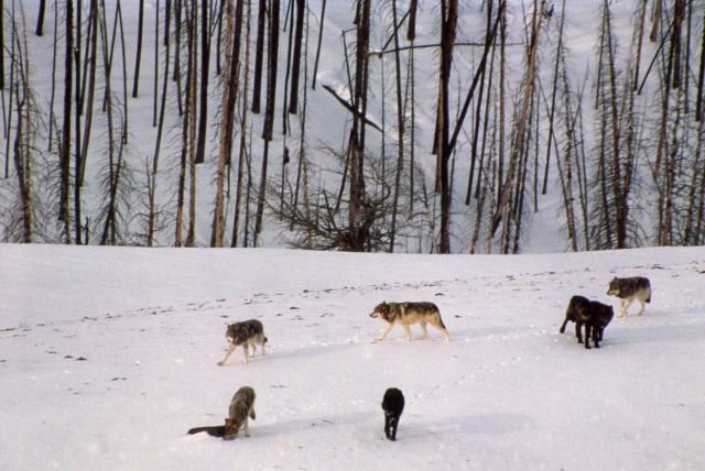 Aerial of wolf pack in the snow Picture
